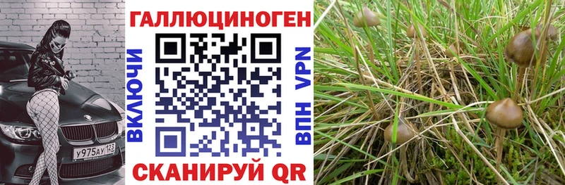 Псилоцибиновые грибы Cubensis Бахчисарай